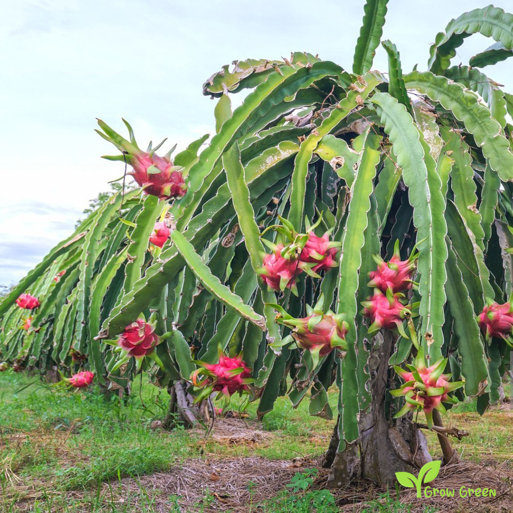 10 seeds of  Dragon Fruit - HYLOCEREUS UNDATUS - Purple Fleshed Pitahaya + Gift 5 seeds of Sunflower
