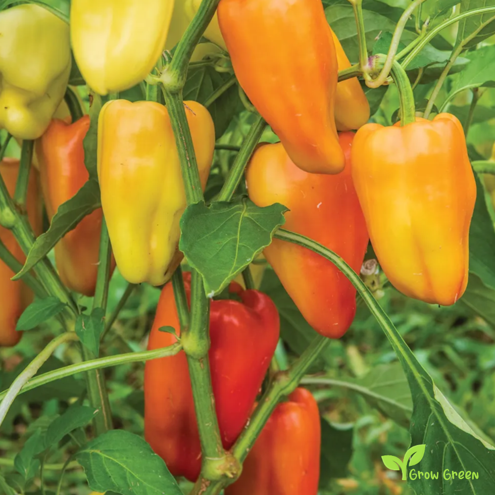 10 seeds White Gypsy Pepper - CAPSICUM ANNUUM - Cubanelle + 5 seeds Sunflower
