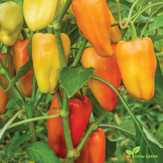 10 seeds White Gypsy Pepper - CAPSICUM ANNUUM - Cubanelle + 5 seeds Sunflower