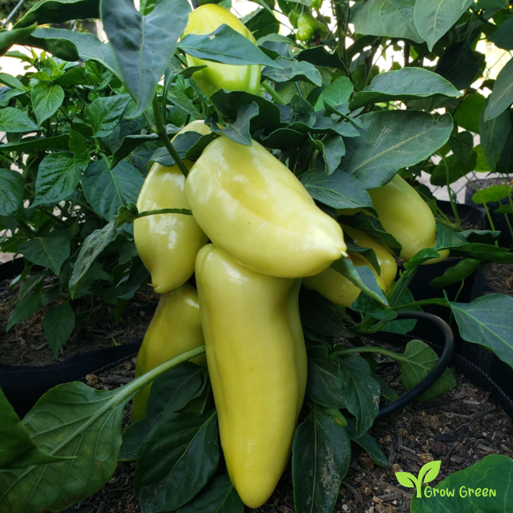 10 seeds White Gypsy Pepper - CAPSICUM ANNUUM - Cubanelle + 5 seeds Sunflower