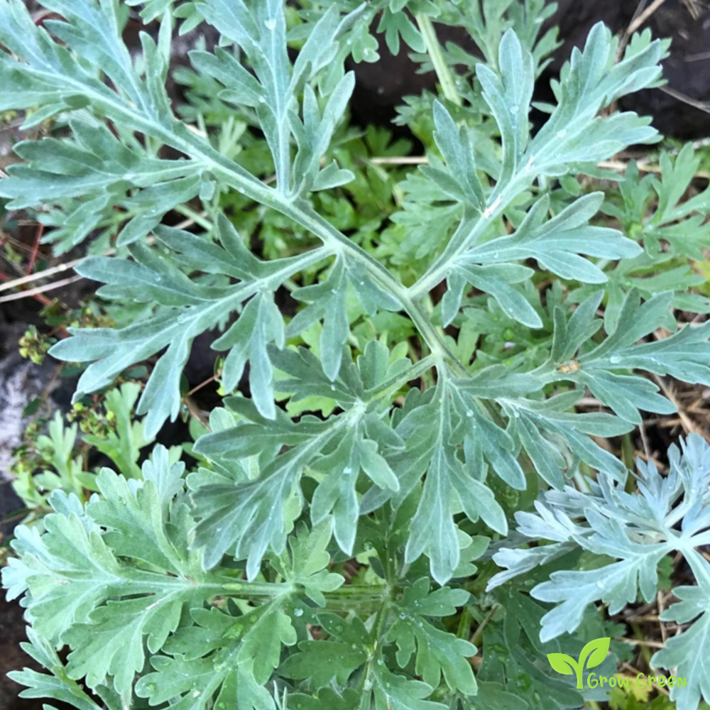 10 seeds Wormwood - ARTEMISIA ABSINTHIUM - Absinthe + 5 seeds of Sunflower