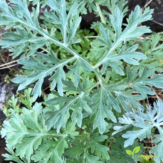 10 seeds Wormwood - ARTEMISIA ABSINTHIUM - Absinthe + 5 seeds of Sunflower