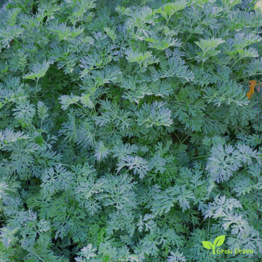 10 seeds Wormwood - ARTEMISIA ABSINTHIUM - Absinthe + 5 seeds of Sunflower