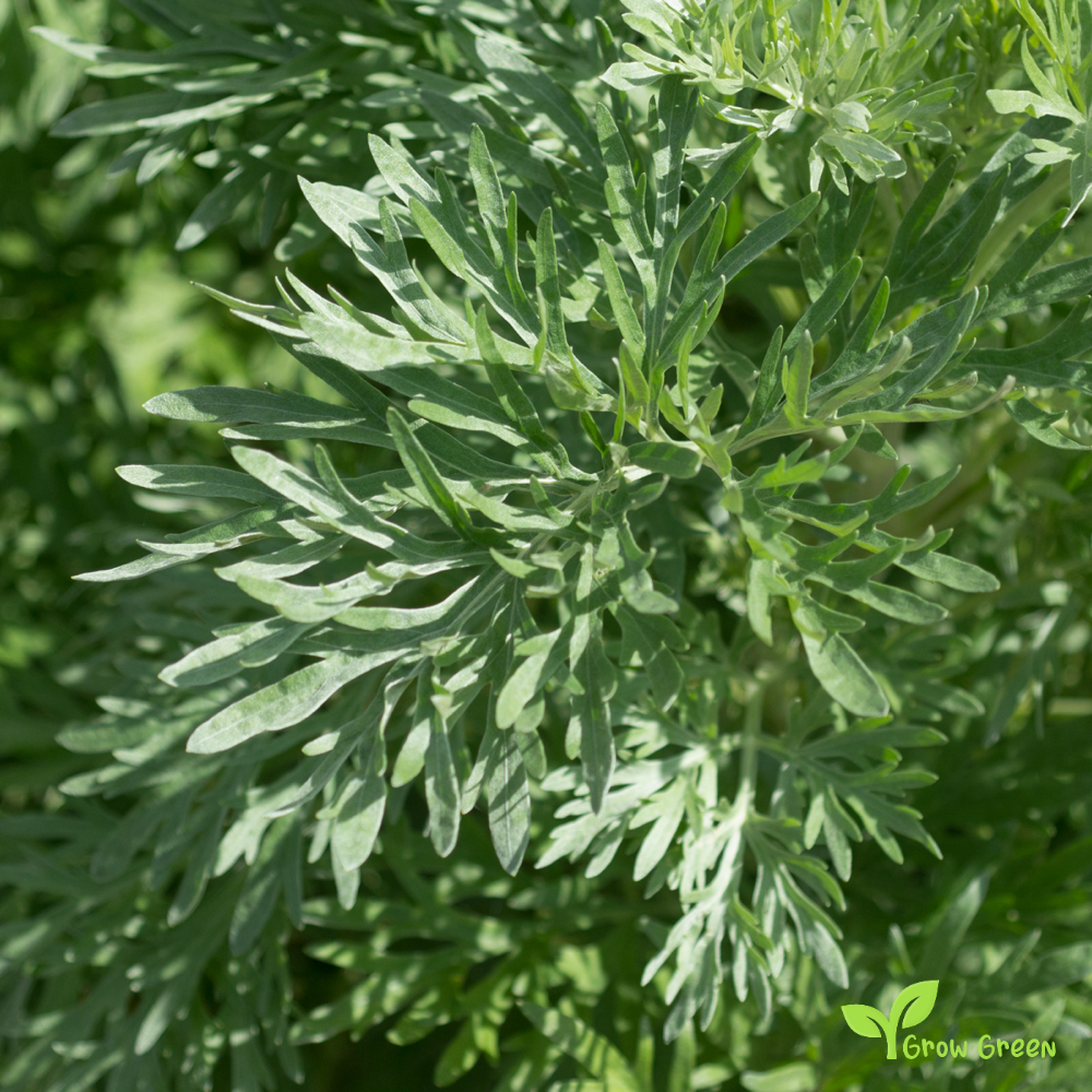 10 seeds Wormwood - ARTEMISIA ABSINTHIUM - Absinthe + 5 seeds of Sunflower