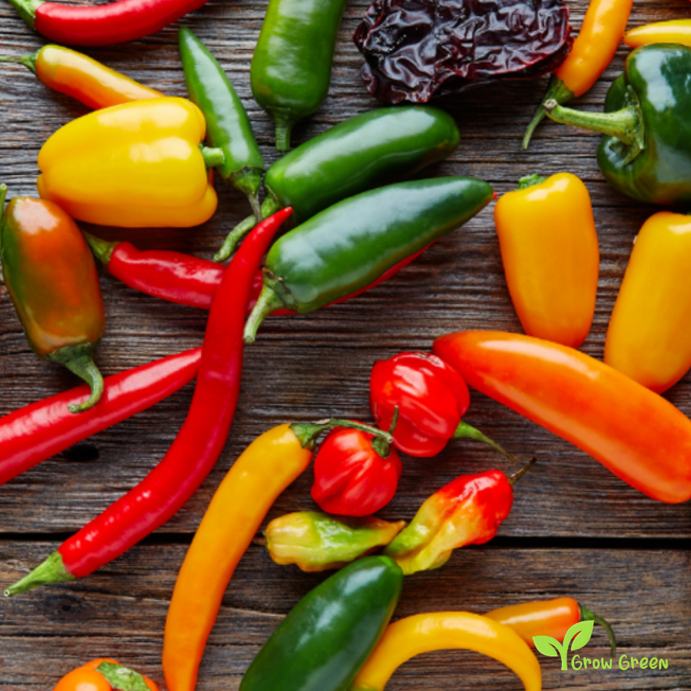 50 seeds Chilli Pepper HOT Mixed Random Variety - CAPSICUM + 5 seeds Sunflower