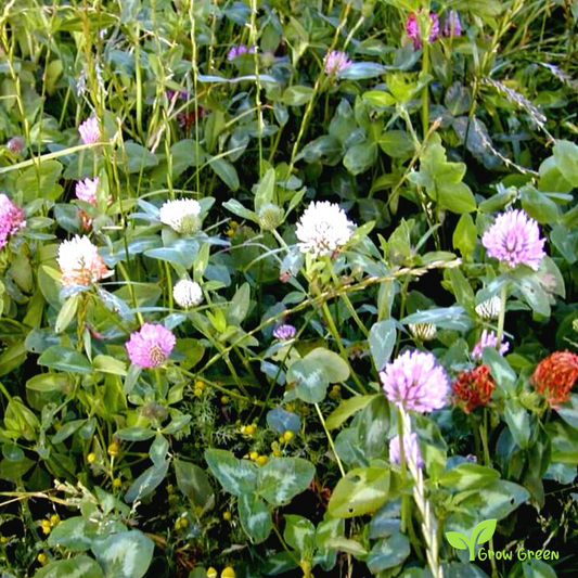 100 seeds Clover - Mix TRIFOLIUM Repens (White) & Pratense (Red) + 5 Sunflower