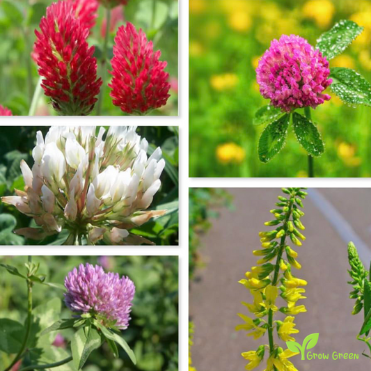 100 seeds Clover - Mix TRIFOLIUM Repens (White) & Pratense (Red) + 5 Sunflower
