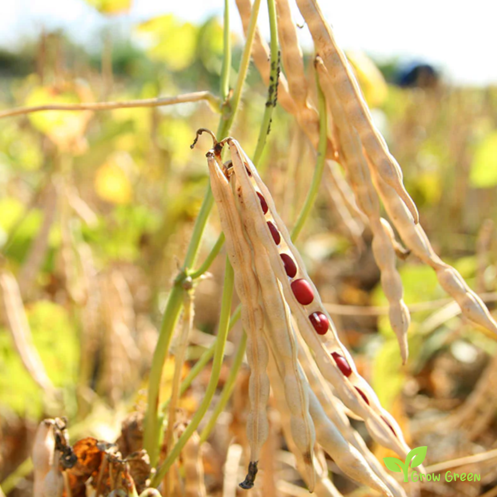 100 seeds of Adzuki Bean - VIGNA ANGULARIS - Red Mung + GIFT 5 seeds Sunflower