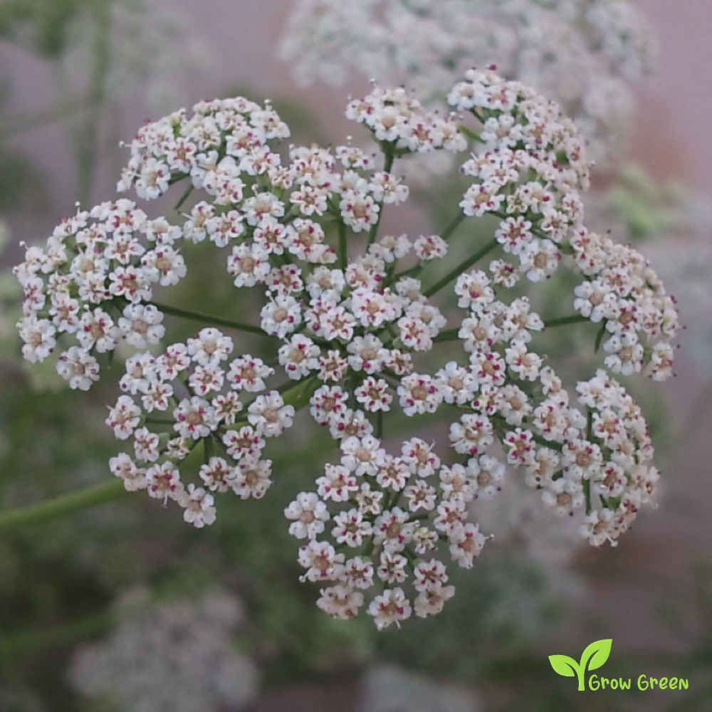 100 seeds of Ajwain - TRACHYSPERMUM AMMI - Carom + GIFT 5 seeds Sunflower