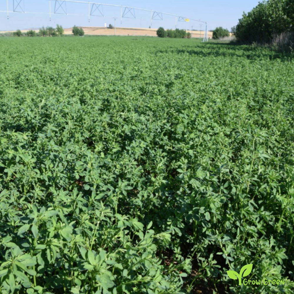 100 seeds of Alfalfa - MEDICAGO SATIVA - Plus GIFT 5 seeds of Sunflower