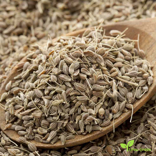 100 seeds of Anise - PIMPINELLA ANISUM - Aniseed Plus GIFT 5 seeds of Sunflower