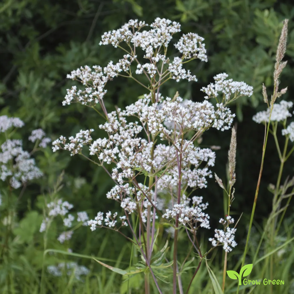 100 seeds of Anise - PIMPINELLA ANISUM - Aniseed Plus GIFT 5 seeds of Sunflower