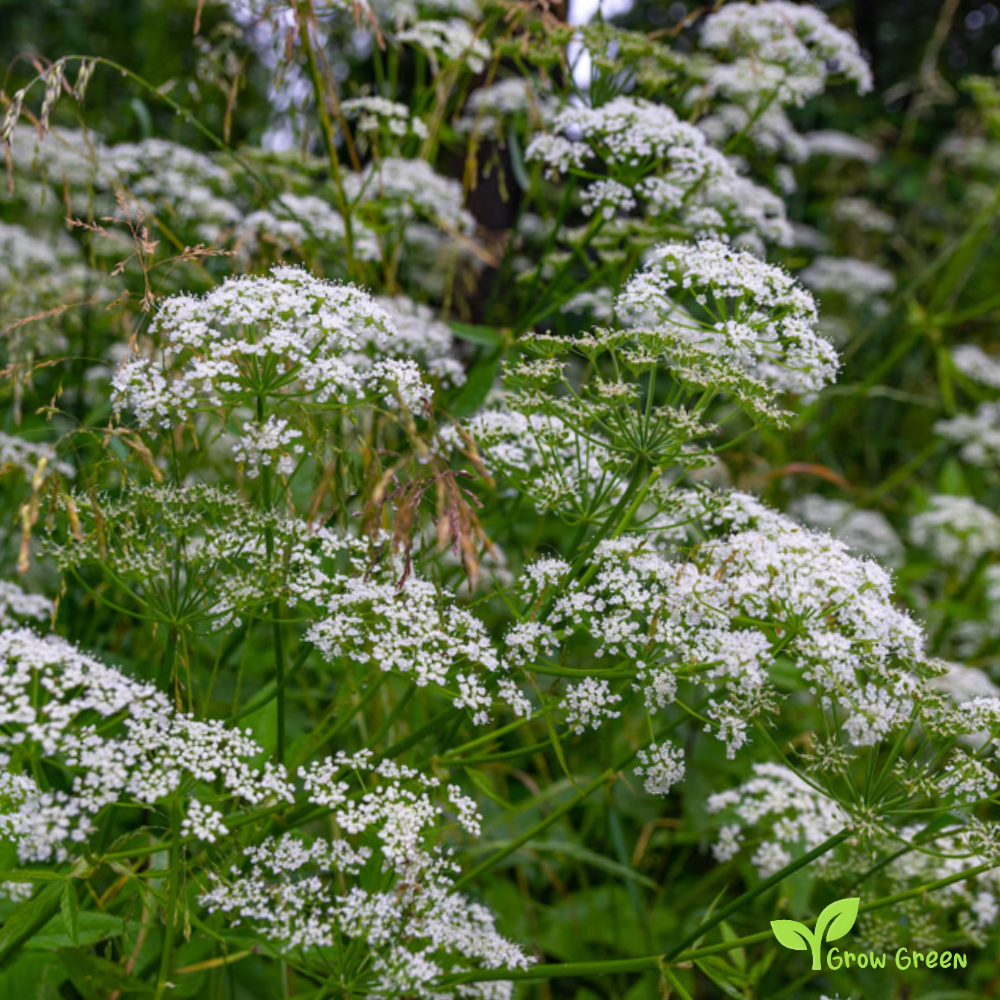 100 seeds of Anise - PIMPINELLA ANISUM - Aniseed Plus GIFT 5 seeds of Sunflower