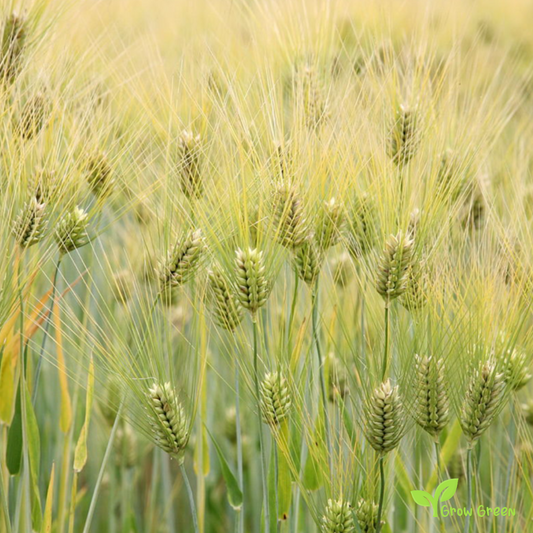 100 seeds of Barley - HORDEUM VULGARE + 5 seeds Sunflower