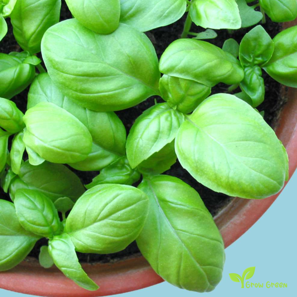 100 seeds of Basil - OCIMUM BASILICUM + 5 seeds of Sunflower