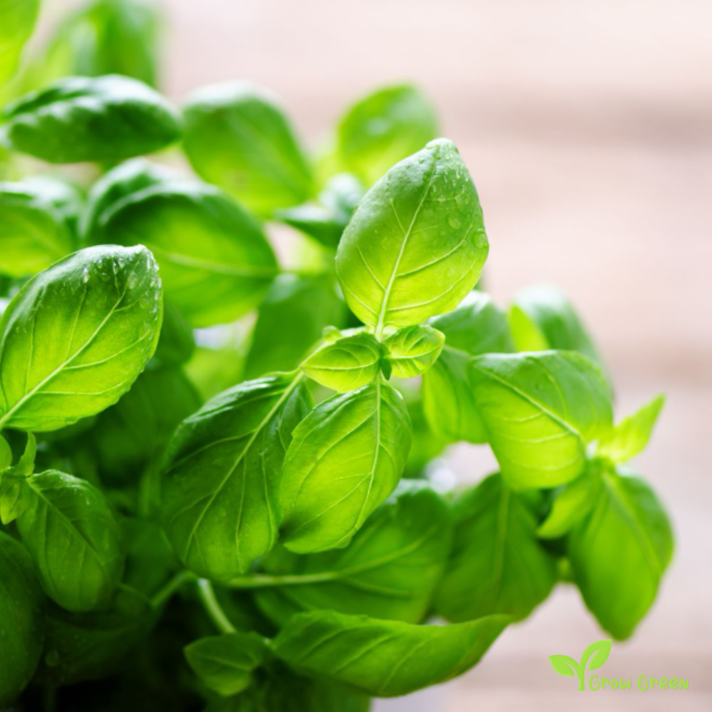 100 seeds of Basil - OCIMUM BASILICUM + 5 seeds of Sunflower