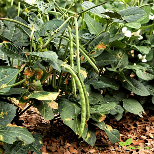 100 seeds of Black Eyed Bean - PHASEOLUS - Goat Pea + 5 seeds of Sunflower