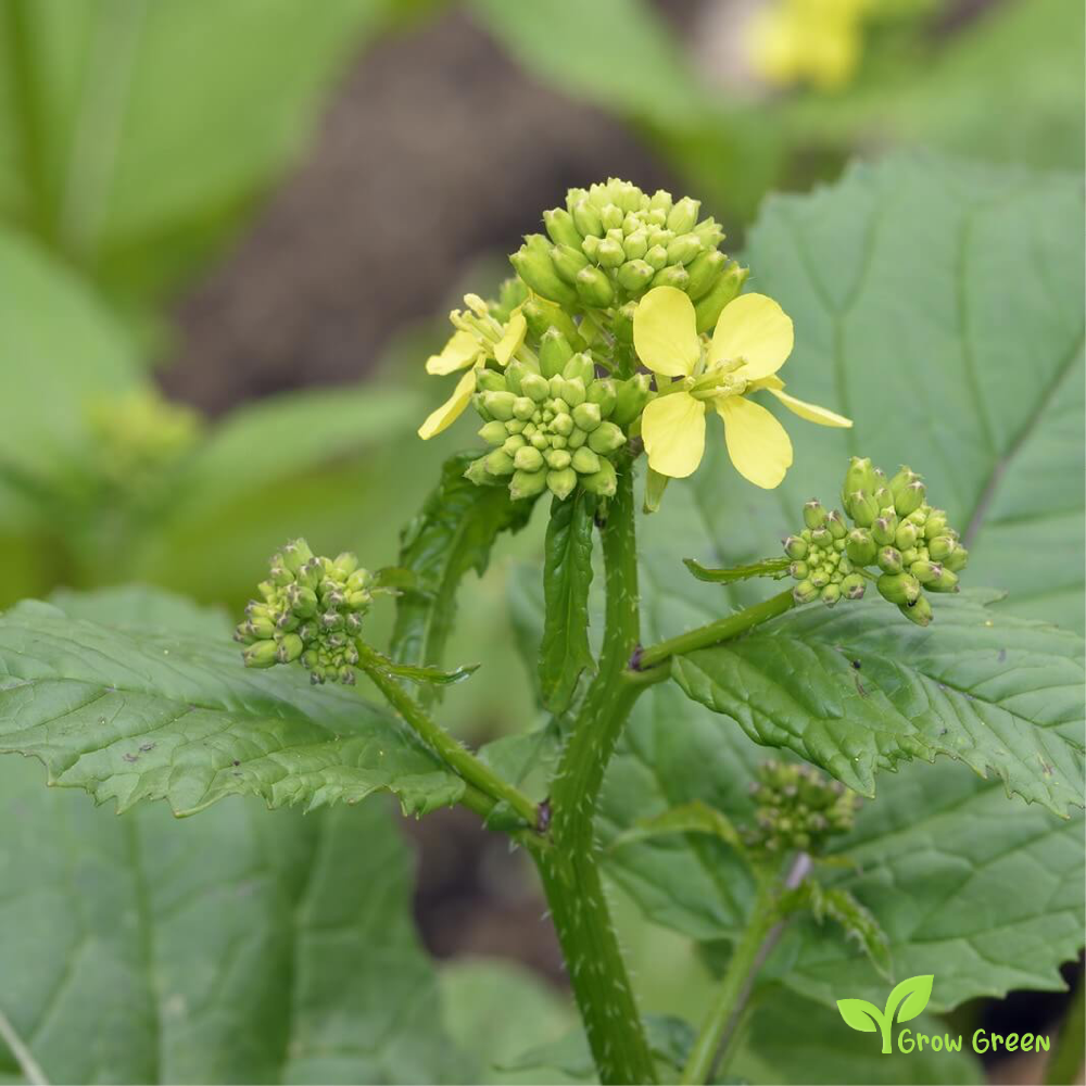 100 seeds of Black Mustard - BRASSICA NIGRA  + 5 seeds of Sunflower