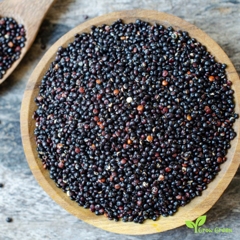 100 seeds of Black Quinoa - CHENOPODIUM QUINOA + 5 seeds of Sunflower