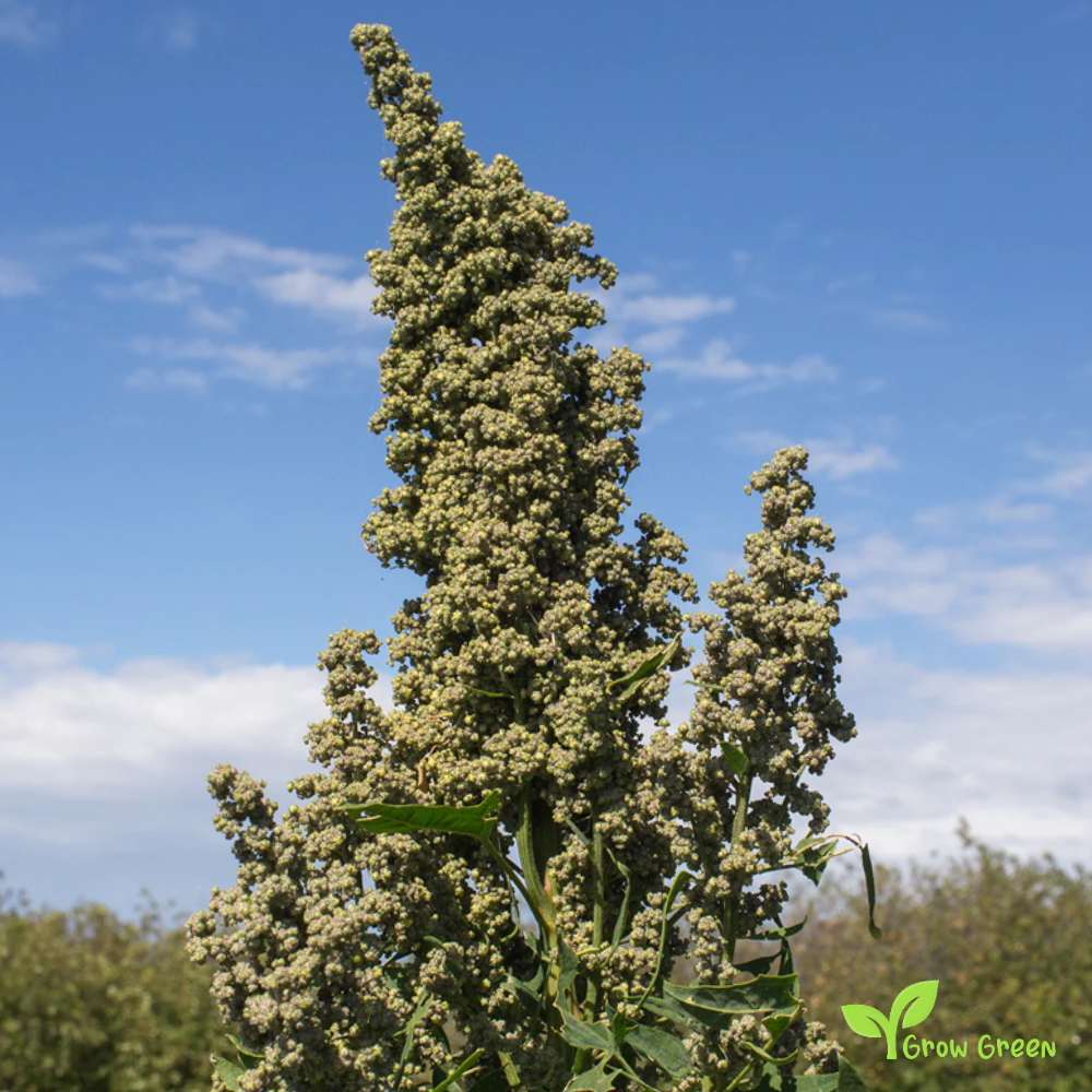 100 seeds of Black Quinoa - CHENOPODIUM QUINOA + 5 seeds of Sunflower