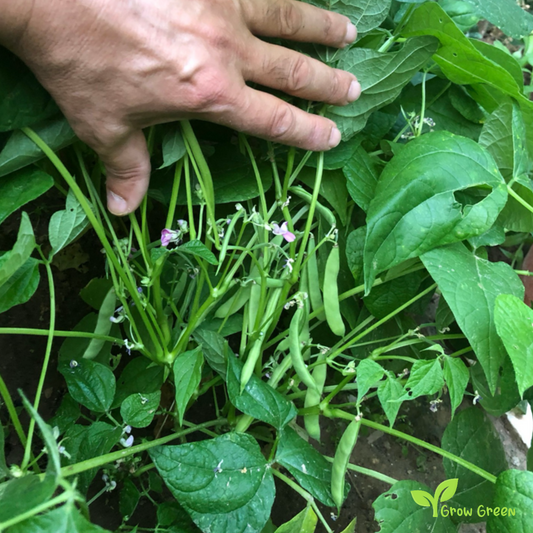 100 seeds of Black Turtle Bean - PHASELOUS VULGARIS + 5 seeds of Sunflower