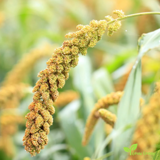 100 seeds of Budgie Seeds Mix + 5 seeds of Sunflower