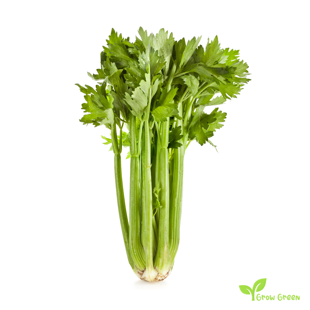 100 seeds of Celery - APIUM GRAVEOLENS - 5 seeds Sunflower