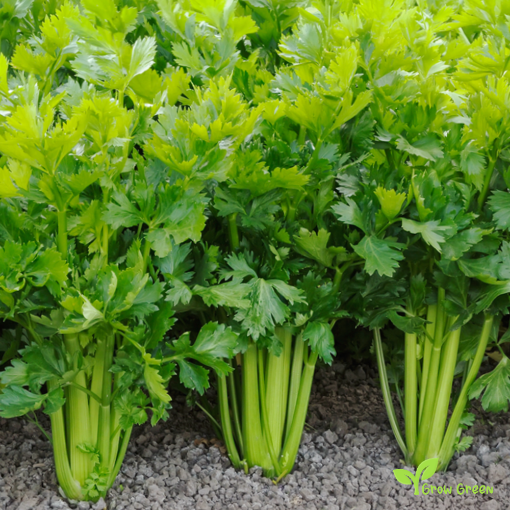 100 seeds of Celery - APIUM GRAVEOLENS - 5 seeds Sunflower