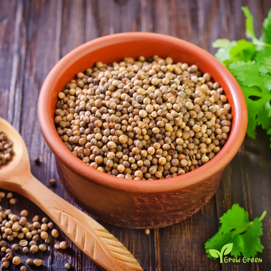 100 seeds of Coriander - CORIANDRUM SATIVUM - Cilantro + GIFT 5 seeds Sunflower