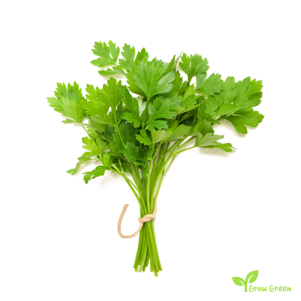 100 seeds of Coriander - CORIANDRUM SATIVUM - Cilantro + GIFT 5 seeds Sunflower