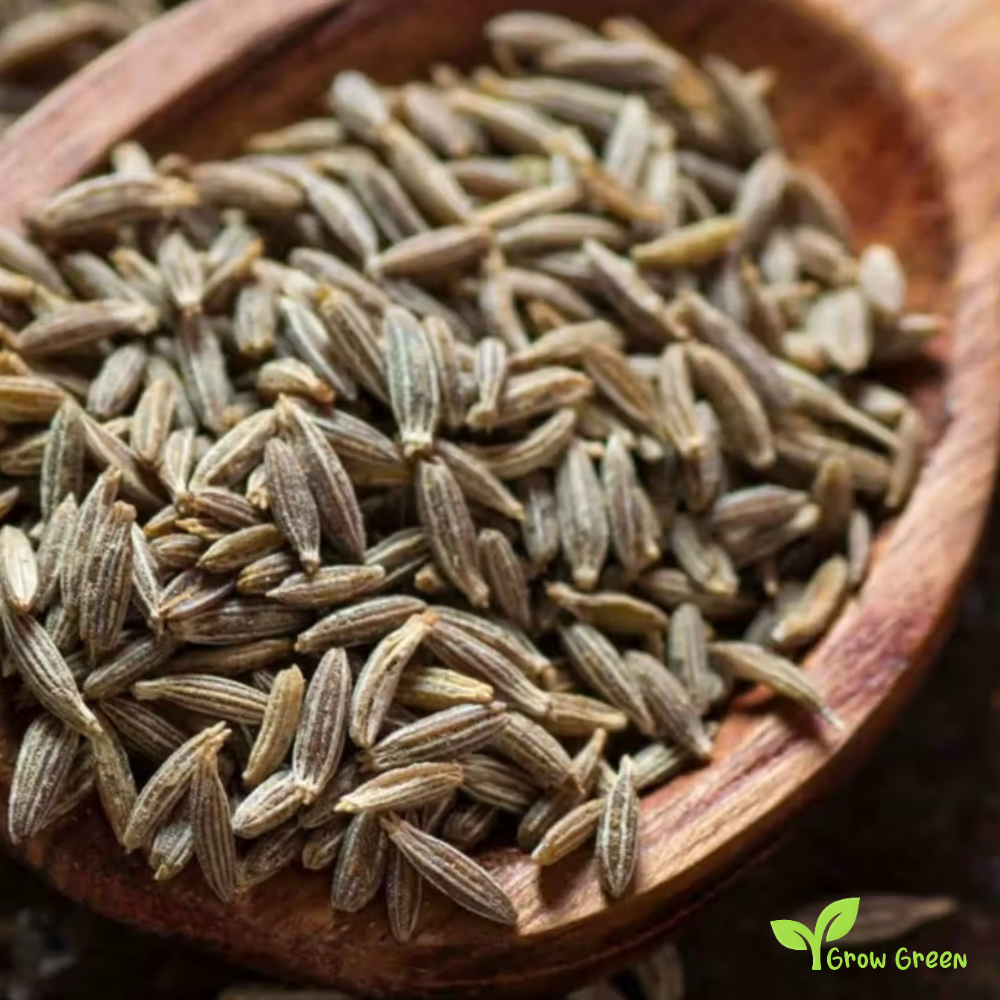 100 seeds of Cumin - CUMINUM CYMINUM + GIFT 5 seeds Sunflower