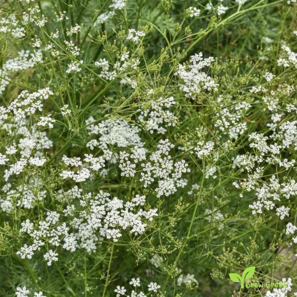 100 seeds of Cumin - CUMINUM CYMINUM + GIFT 5 seeds Sunflower