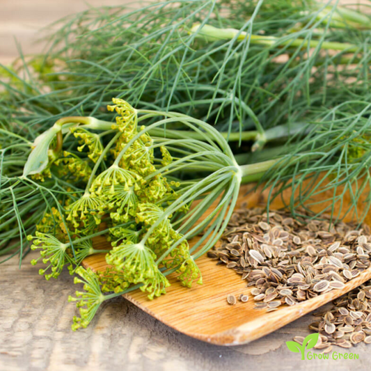 100 seeds of Dill - ANETHUM GRAVEOLENS + GIFT 5 seeds Sunflower