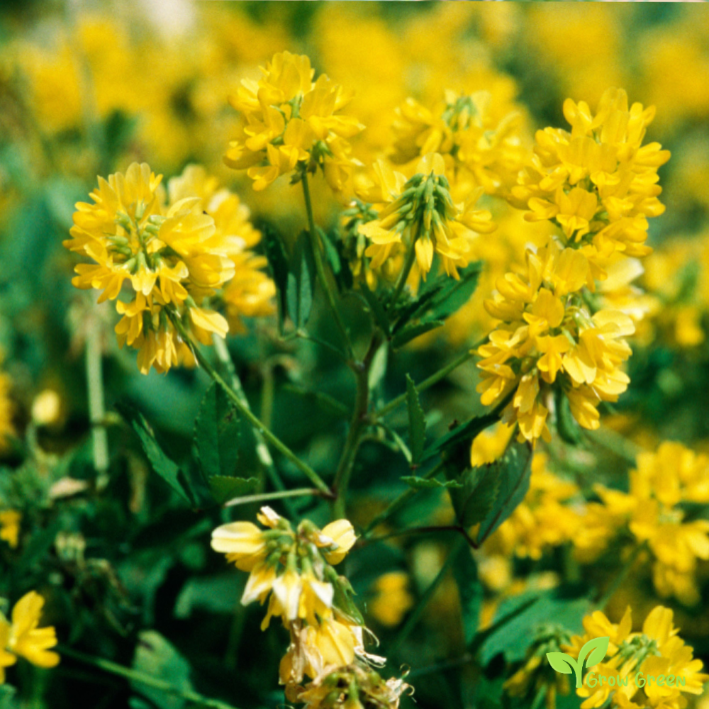 100 seeds of Fenugreek - TRIGONELLA FOENUM GRAECUM + Gift 5 seeds Sunflower