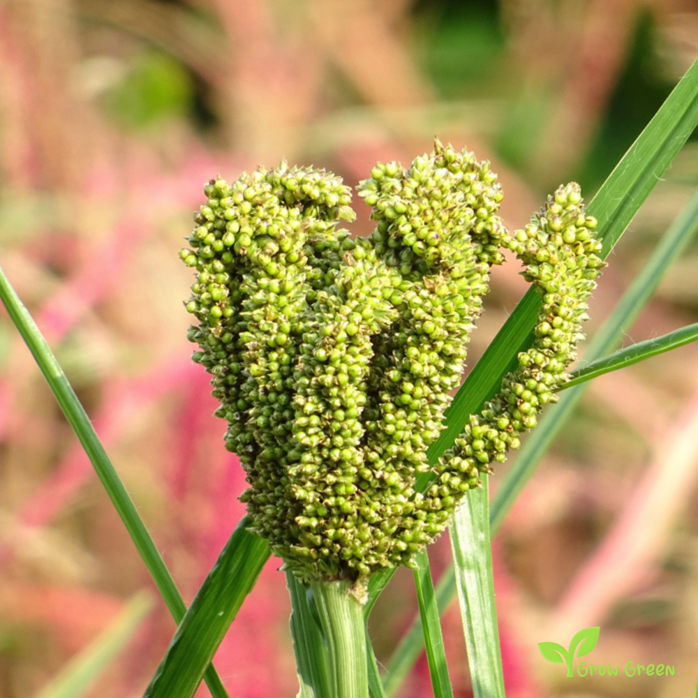 100 seeds of Finger Millet - ELEUSINE CORACANA + Gift 5 seeds Sunflower