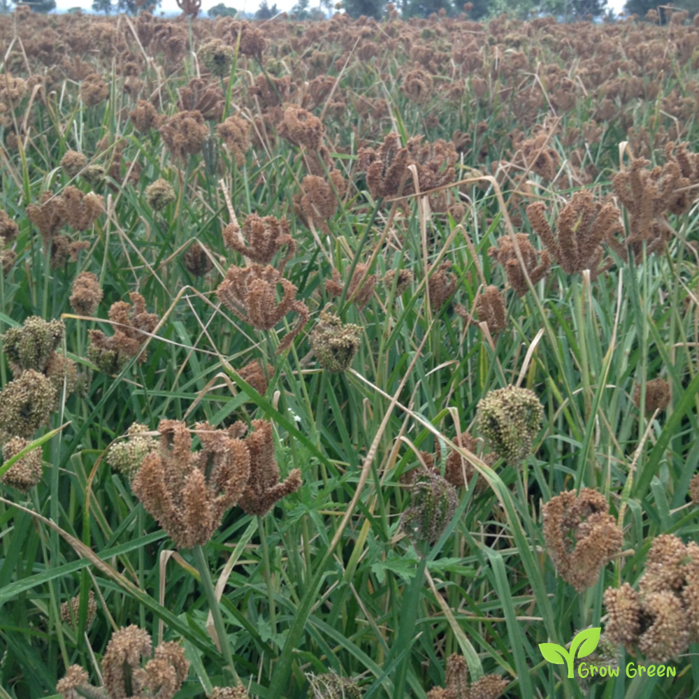 100 seeds of Finger Millet - ELEUSINE CORACANA + Gift 5 seeds Sunflower