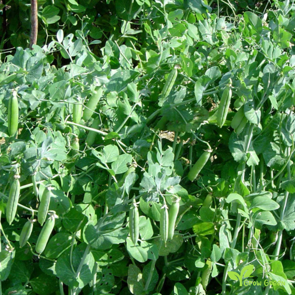 100 seeds of Green Pea - PISUM SATIVUM + Gift 5 seeds Sunflower