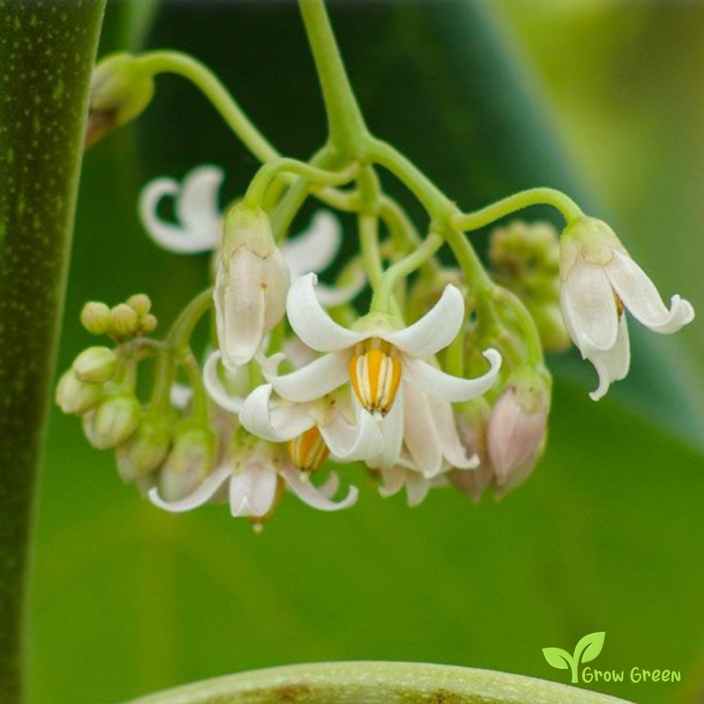 20 seeds of Tamarillo Orange SOLANUM BETACEUM - Tomato Tree + Gift 5 seeds Sunflower