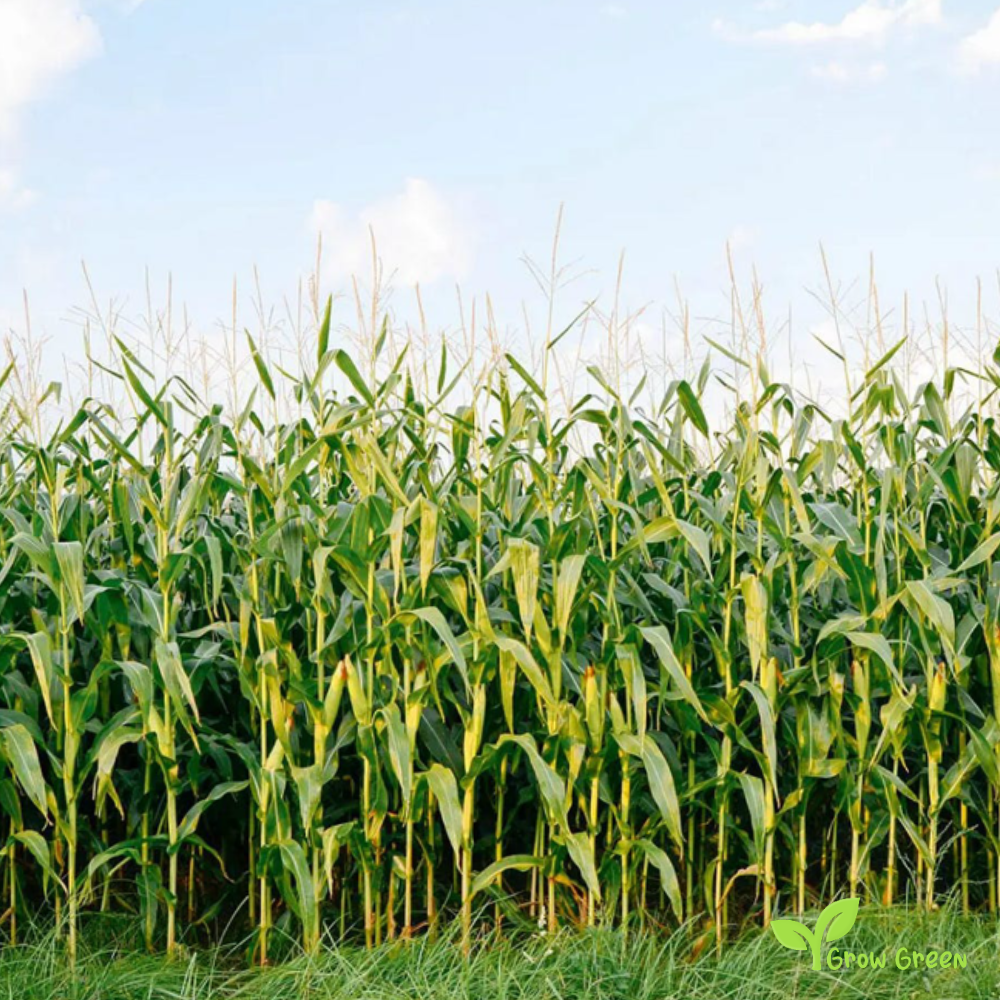 100 seeds of Maize - ZEA MAYS - Corn + Gift 5 seeds Sunflower