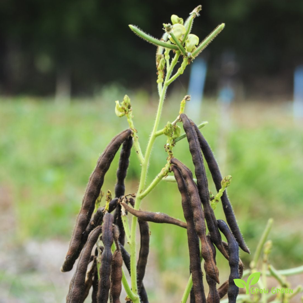 100 seeds of Mung Bean - VIGNA RADIATA - Moong Bean + Gift 5 seeds Sunflower