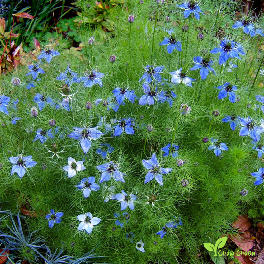 100 seeds of Nigella - NIGELLA DAMASCENA - Love In A Mist GIFT 5 seeds Sunflower
