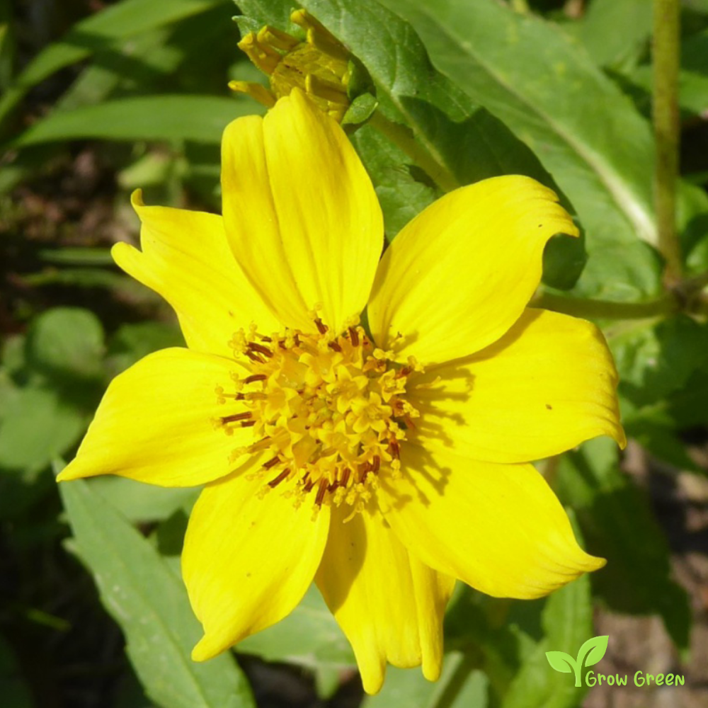 100 seeds of Niger Seed - GUIZOTIA ABYSSINICA - Noog Nug + Gift 5 seeds Sunflower