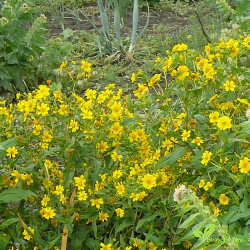 100 seeds of Niger Seed - GUIZOTIA ABYSSINICA - Noog Nug + Gift 5 seeds Sunflower