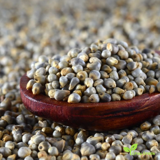 100 seeds of Pearl Millet - PENNISETUM GLAUCUM + GIFT 5 seeds Sunflower