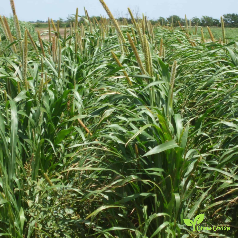 100 seeds of Pearl Millet - PENNISETUM GLAUCUM + GIFT 5 seeds Sunflower