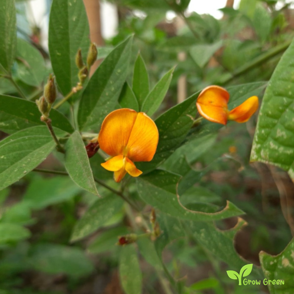 100 seeds of Pigeon Pea - CANJANUS CAJAN - Gungo Pea + GIFT 5 seeds Sunflower