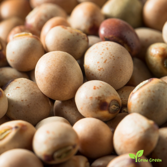 100 seeds of Pigeon Pea - CANJANUS CAJAN - Gungo Pea + GIFT 5 seeds Sunflower