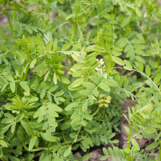100 seeds of Puy Green Lentil - LENS CULINARIS - ESCULENTA + 5 seeds Sunflower