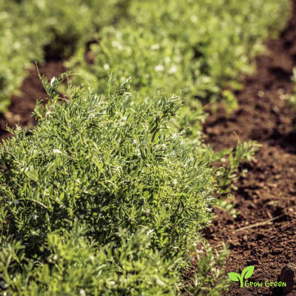 100 seeds of Puy Green Lentil - LENS CULINARIS - ESCULENTA + 5 seeds Sunflower