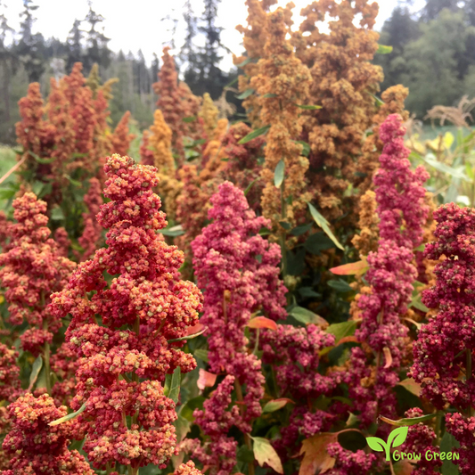 100 seeds of Red Quinoa - CHENOPODIUM QUINOA - Plus GIFT 5 seeds of Sunflower